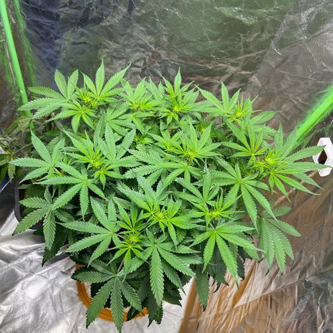Blueberry Zkittlez Automatic growlog timeline photo