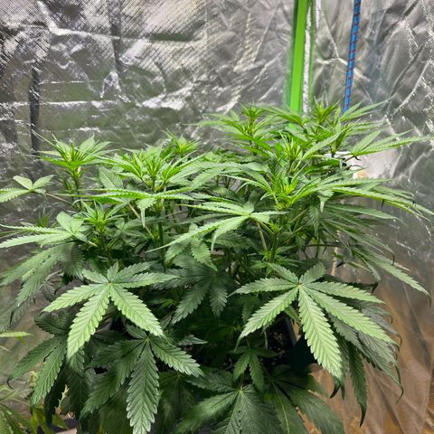 Blueberry Zkittlez Automatic growlog timeline photo