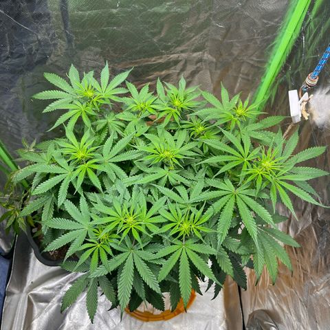 Blueberry Zkittlez Automatic growlog timeline photo