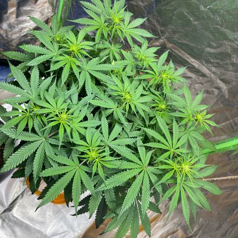 Blueberry Zkittlez Automatic growlog timeline photo