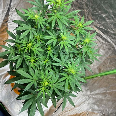 Blueberry Zkittlez Automatic growlog timeline photo