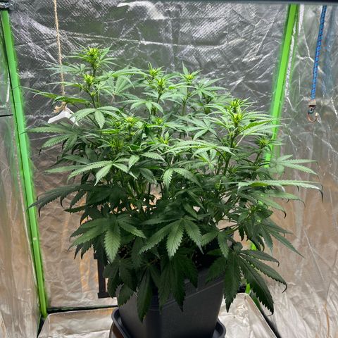Blueberry Zkittlez Automatic growlog timeline photo