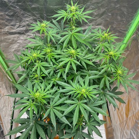 Blueberry Zkittlez Automatic growlog timeline photo