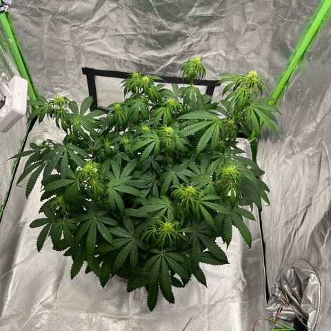 Blueberry Zkittlez Automatic growlog timeline photo