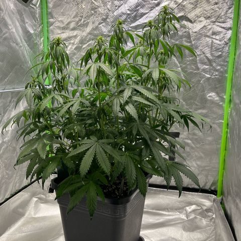 Blueberry Zkittlez Automatic growlog timeline photo