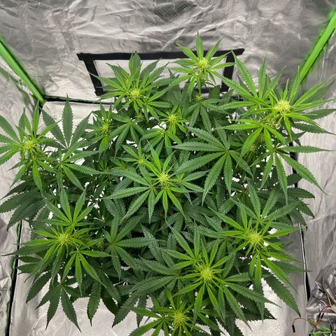 Blueberry Zkittlez Automatic growlog timeline photo