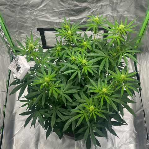 Blueberry Zkittlez Automatic growlog timeline photo