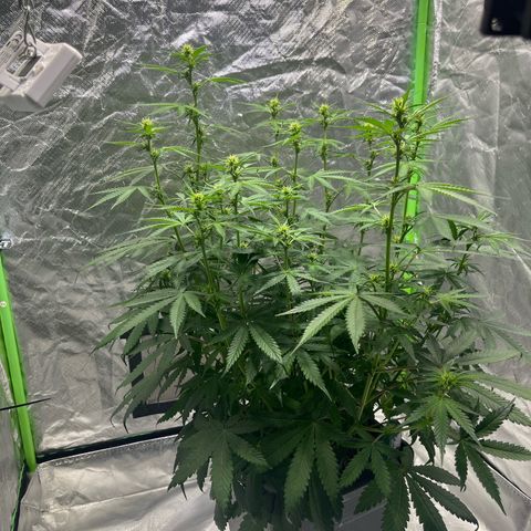 Blueberry Zkittlez Automatic growlog timeline photo