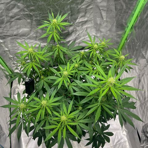 Blueberry Zkittlez Automatic growlog timeline photo