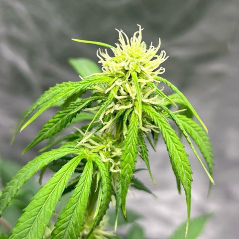 Blueberry Zkittlez Automatic growlog timeline photo
