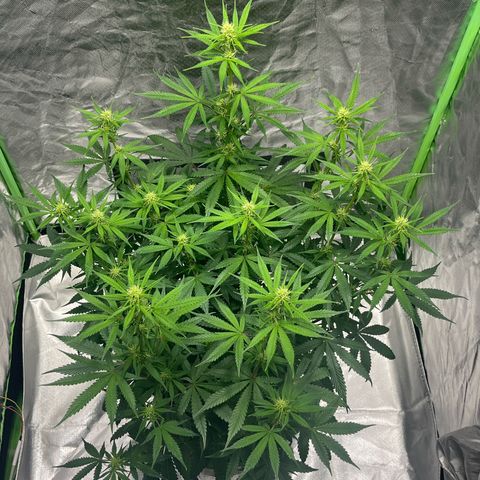 Blueberry Zkittlez Automatic growlog timeline photo