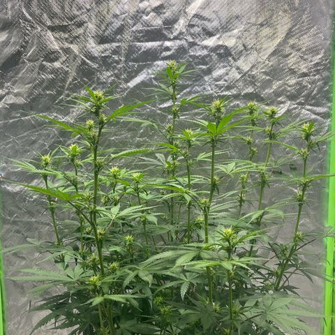 Blueberry Zkittlez Automatic growlog timeline photo