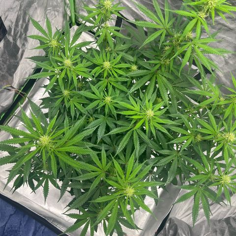 Blueberry Zkittlez Automatic growlog timeline photo