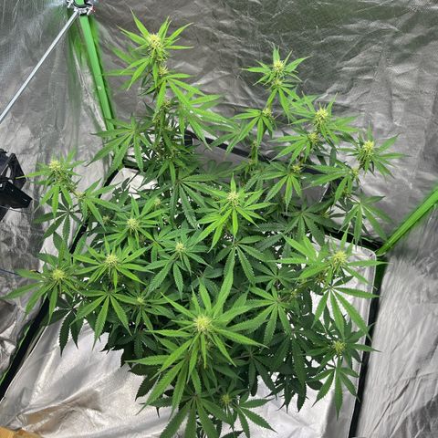 Blueberry Zkittlez Automatic growlog timeline photo