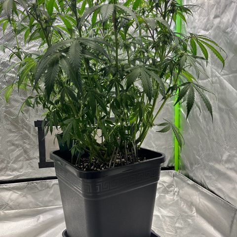 Blueberry Zkittlez Automatic growlog timeline photo