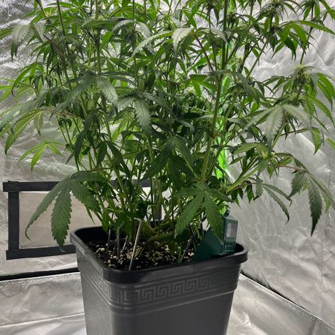 Blueberry Zkittlez Automatic growlog timeline photo