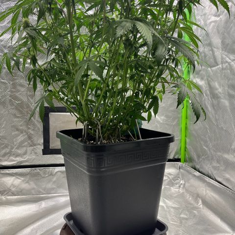 Blueberry Zkittlez Automatic growlog timeline photo