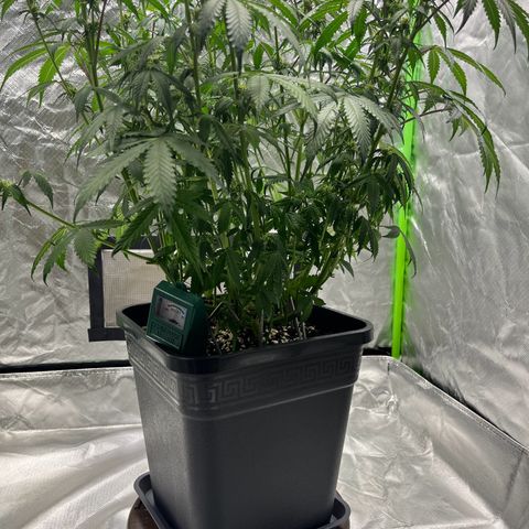 Blueberry Zkittlez Automatic growlog timeline photo