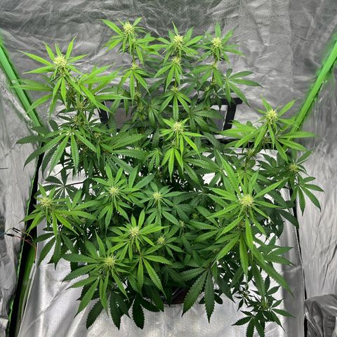 Blueberry Zkittlez Automatic growlog timeline photo
