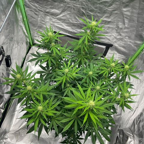 Blueberry Zkittlez Automatic growlog timeline photo