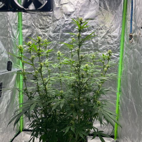 Blueberry Zkittlez Automatic growlog timeline photo