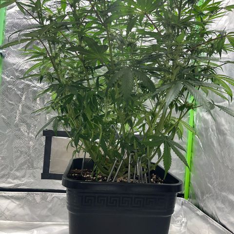 Blueberry Zkittlez Automatic growlog timeline photo