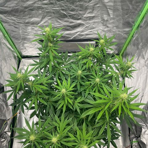 Blueberry Zkittlez Automatic growlog timeline photo