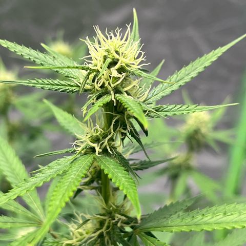 Blueberry Zkittlez Automatic growlog timeline photo