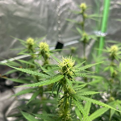Blueberry Zkittlez Automatic growlog timeline photo