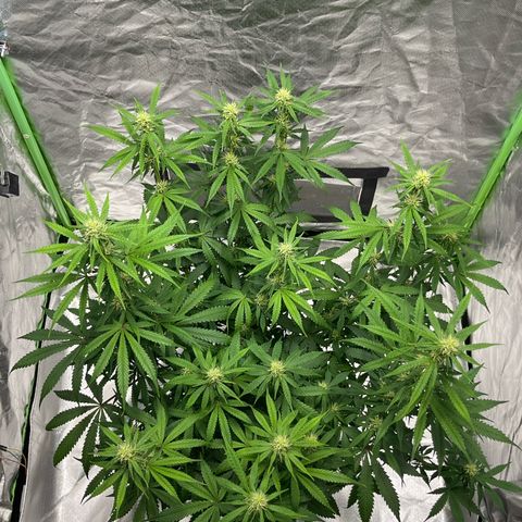 Blueberry Zkittlez Automatic growlog timeline photo