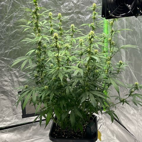 Blueberry Zkittlez Automatic growlog timeline photo