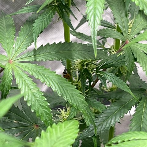 Blueberry Zkittlez Automatic growlog timeline photo