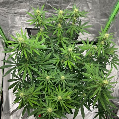 Blueberry Zkittlez Automatic growlog timeline photo