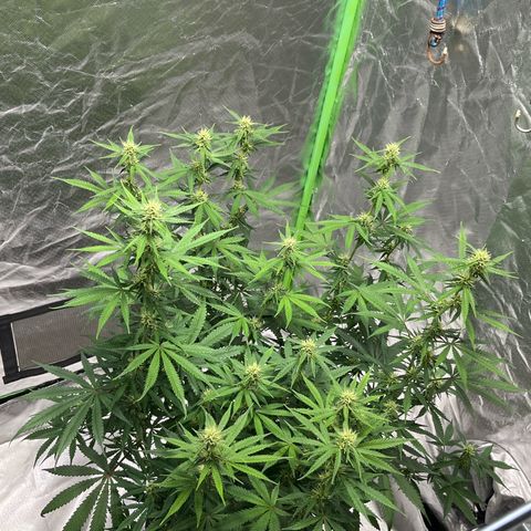 Blueberry Zkittlez Automatic growlog timeline photo