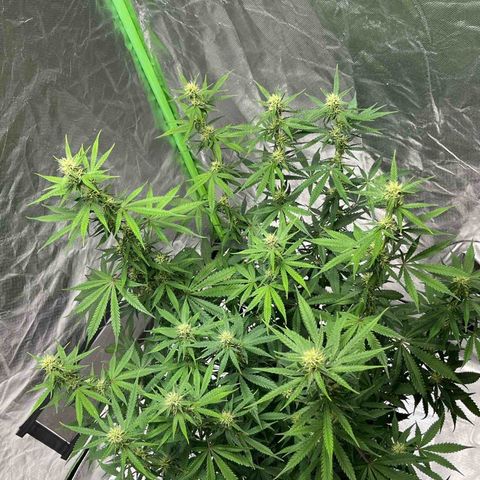 Blueberry Zkittlez Automatic growlog timeline photo