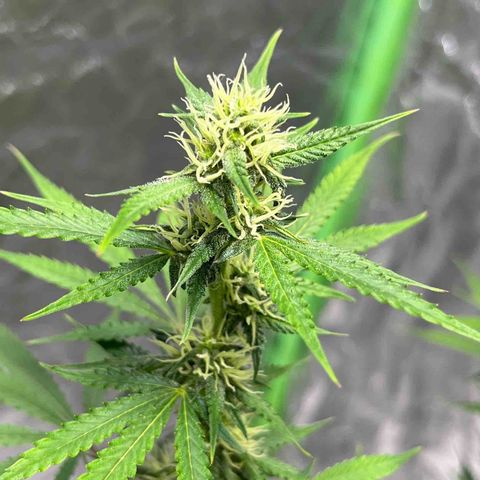 Blueberry Zkittlez Automatic growlog timeline photo