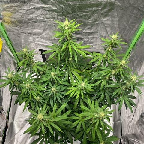 Blueberry Zkittlez Automatic growlog timeline photo