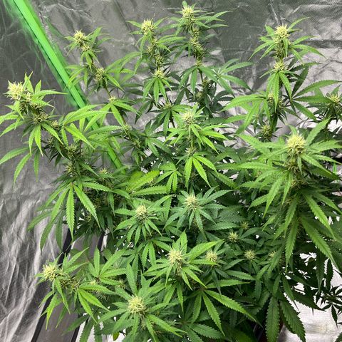 Blueberry Zkittlez Automatic growlog timeline photo