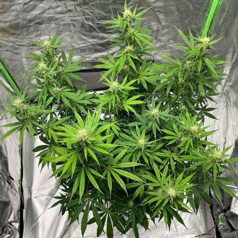 Blueberry Zkittlez Automatic growlog timeline photo