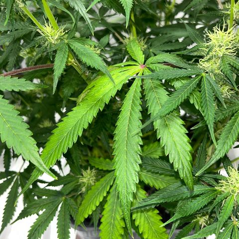 Blueberry Zkittlez Automatic growlog timeline photo