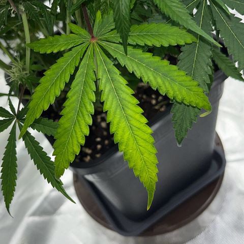 Blueberry Zkittlez Automatic growlog timeline photo