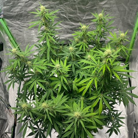 Blueberry Zkittlez Automatic growlog timeline photo