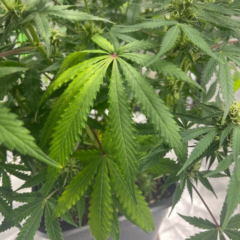 Blueberry Zkittlez Automatic growlog timeline photo