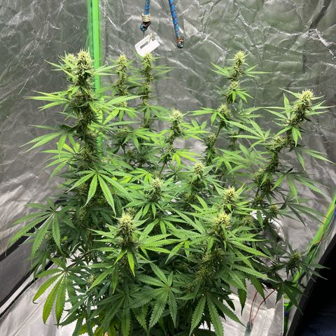 Blueberry Zkittlez Automatic growlog timeline photo