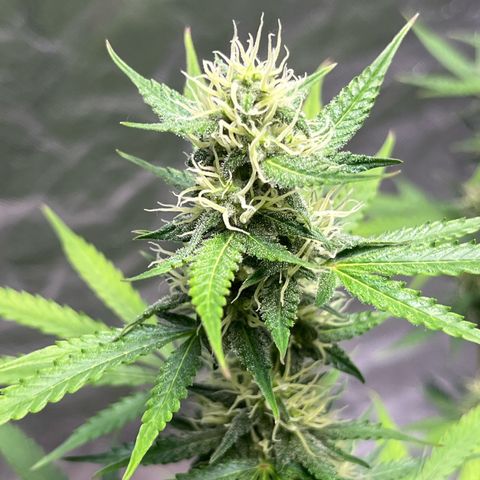 Blueberry Zkittlez Automatic growlog timeline photo