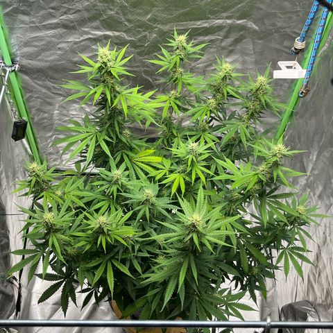 Blueberry Zkittlez Automatic growlog timeline photo