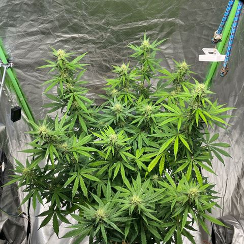 Blueberry Zkittlez Automatic growlog timeline photo