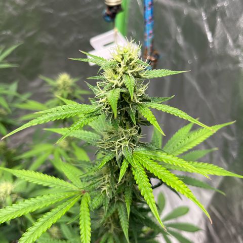 Blueberry Zkittlez Automatic growlog timeline photo