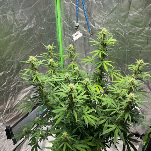 Blueberry Zkittlez Automatic growlog timeline photo