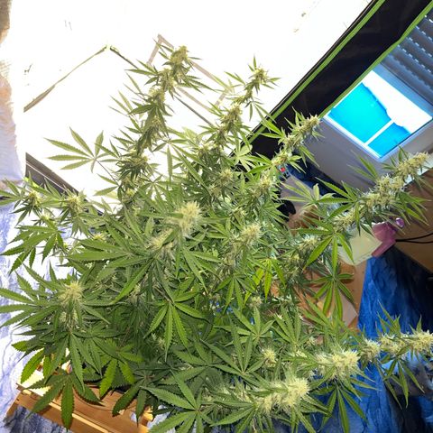 Blueberry Zkittlez Automatic growlog timeline photo